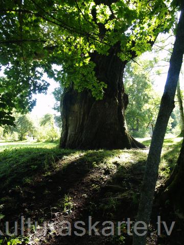 Sējas ozols. Foto J. Urtāns